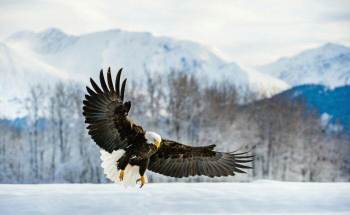 Alaska Business Exit Strategy
